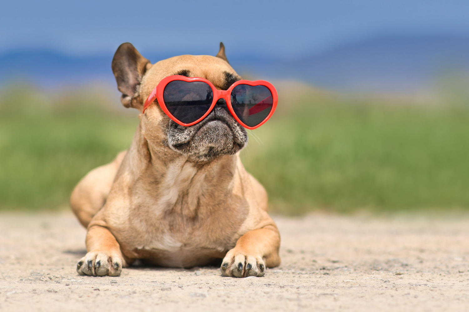 French Bulldog Dog with Heart Shaped Sunglasses