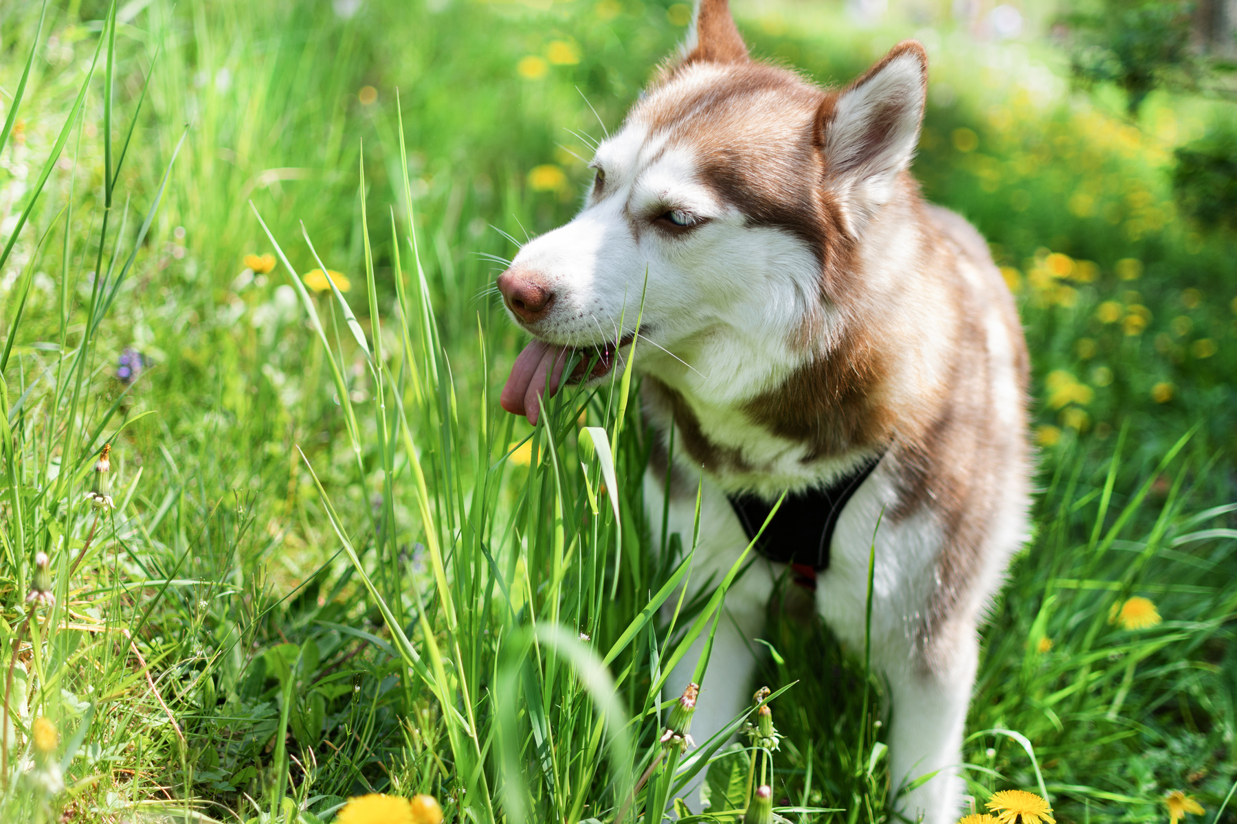 Dog on Meadow Eating Grass