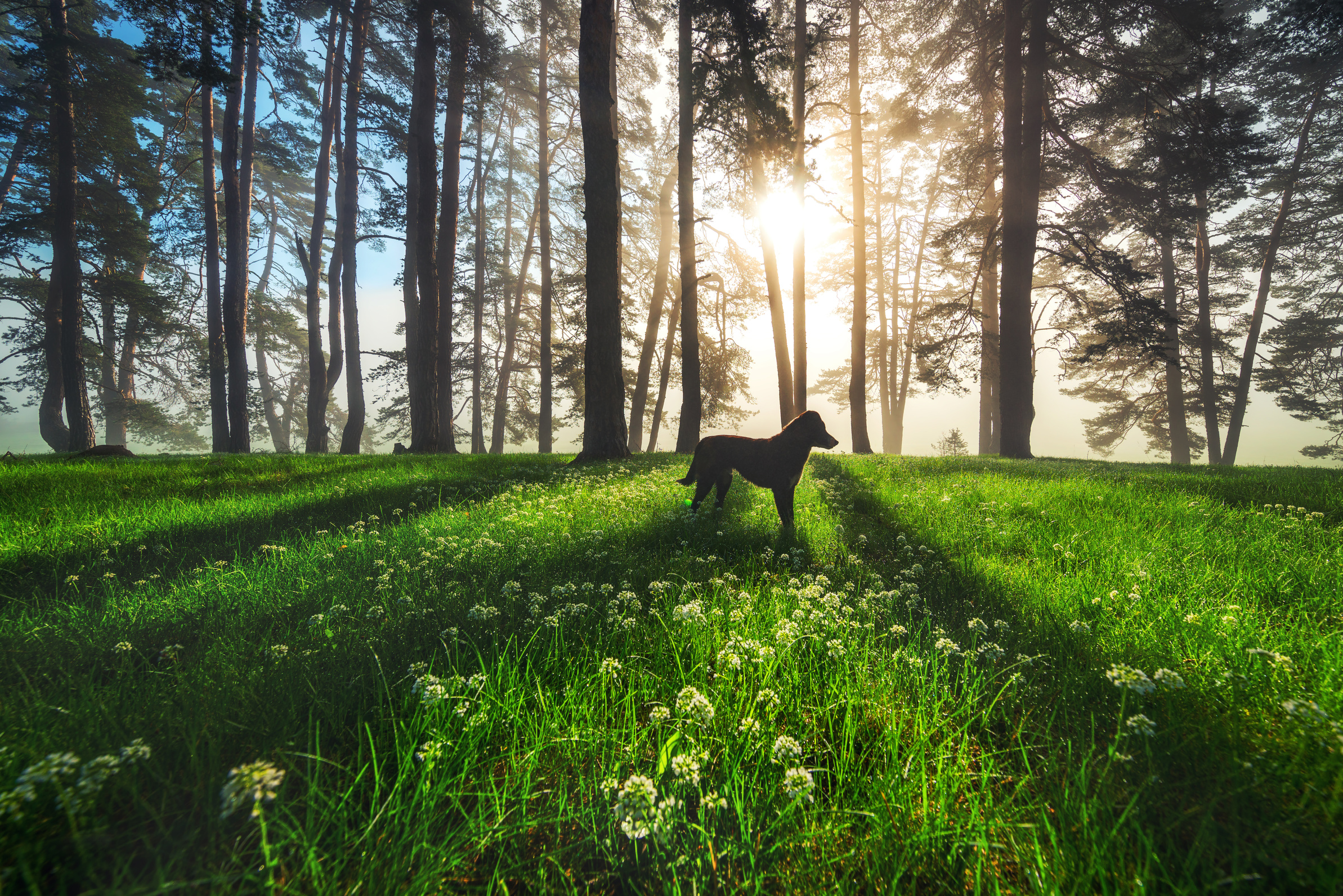 Dog on meadow